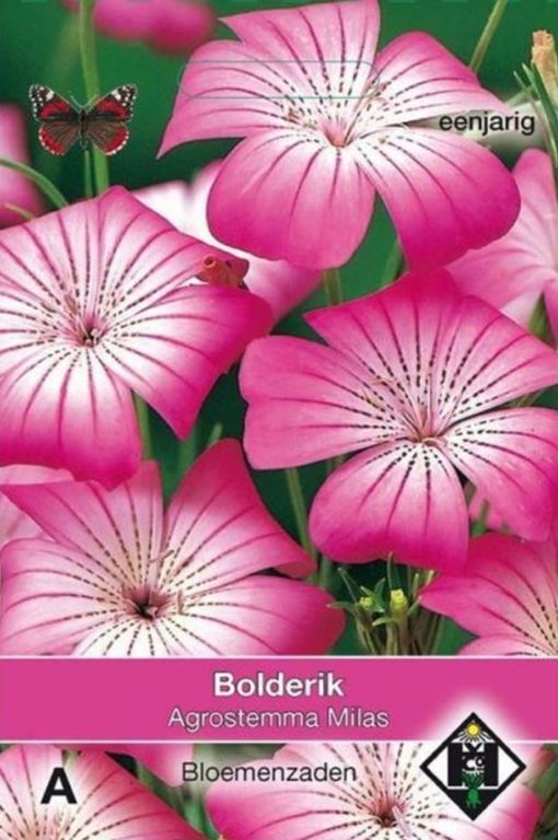 A- Agrostemma githago Milas