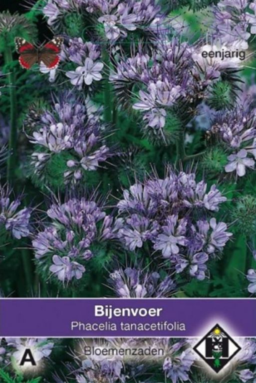 A- Phacelia tanacetifolia