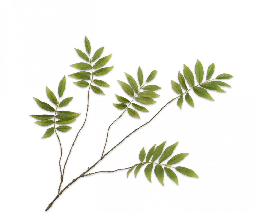 BLADTAK  GROEN 107 cm