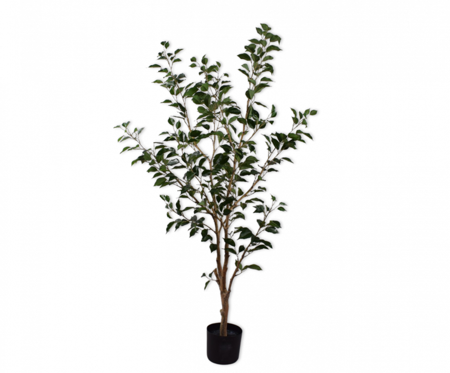 FICUS GROEN 152 cm