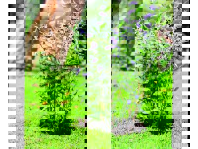 Plantstake 80x40x22cm