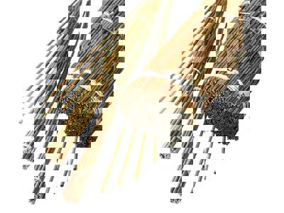 Bamboestokken 240cm 20/22mm