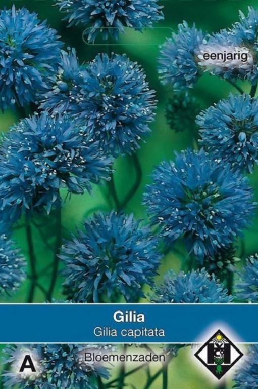 A- Gilia capitata