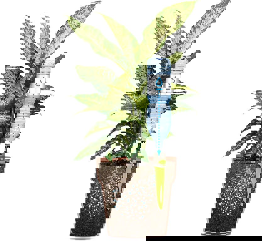 Aquaflora Holiday Basic