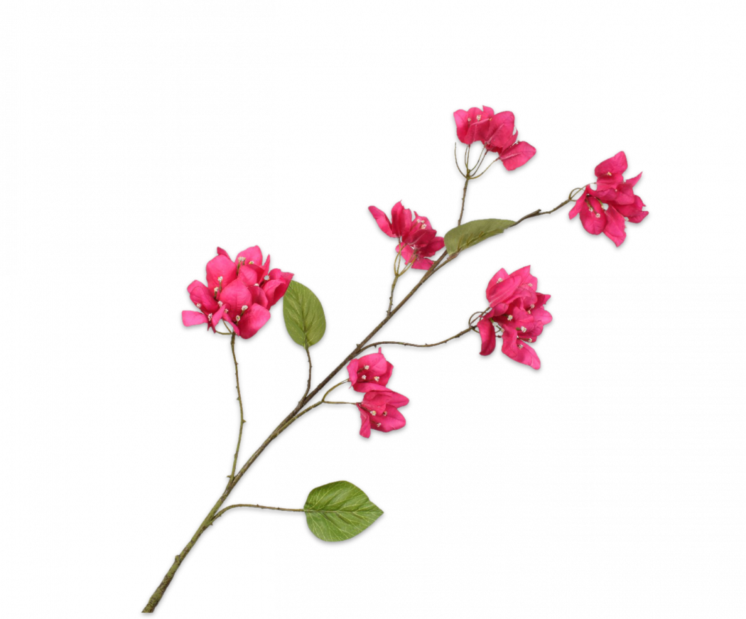BOUGAINVILLEA TAK BEAUTY