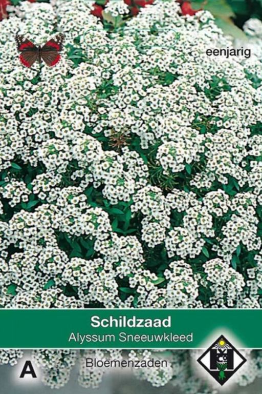 A- Alyssum maritimum Sneeuwkleed