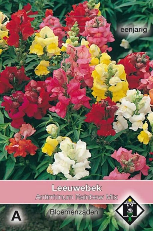 A- Antirrhinum majus Rainbow Mix