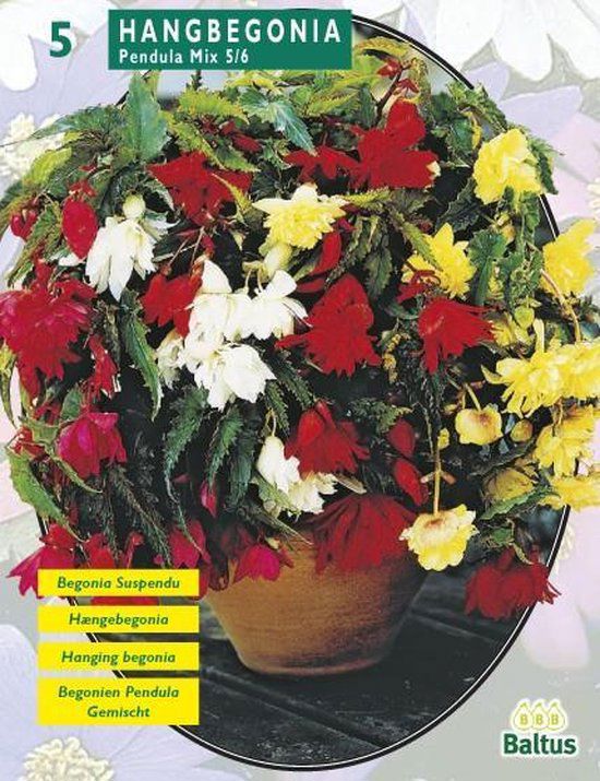 "Begonia Pendula, Mix per 5"