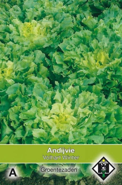 A- Andijvie Breedblad Volhart Winter