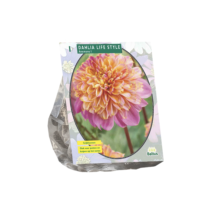 Dahlia Anemone Lifestyle per 1