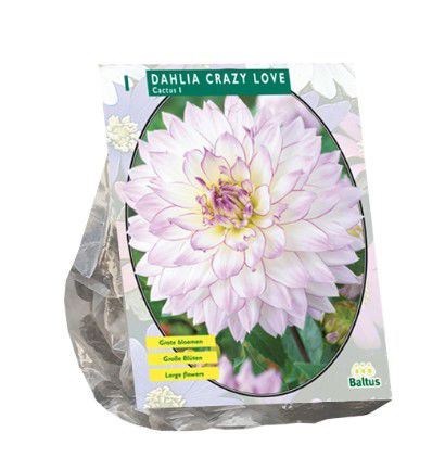 Dahlia Cactus Crazy Love per 1