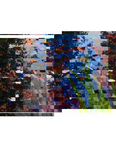 Vijver afdeknet 10x6 meter groen