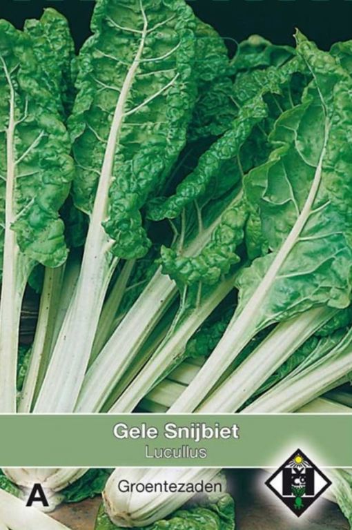 A- Snijbiet Lucullus