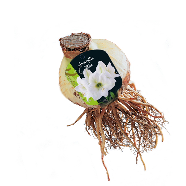 Amaryllis, Wit (Steeketiket)