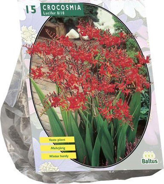 Crocosmia Lucifer per 15