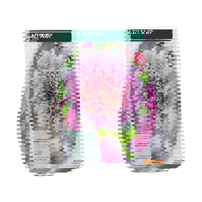 Dahlia Anemoon Mambo per 1