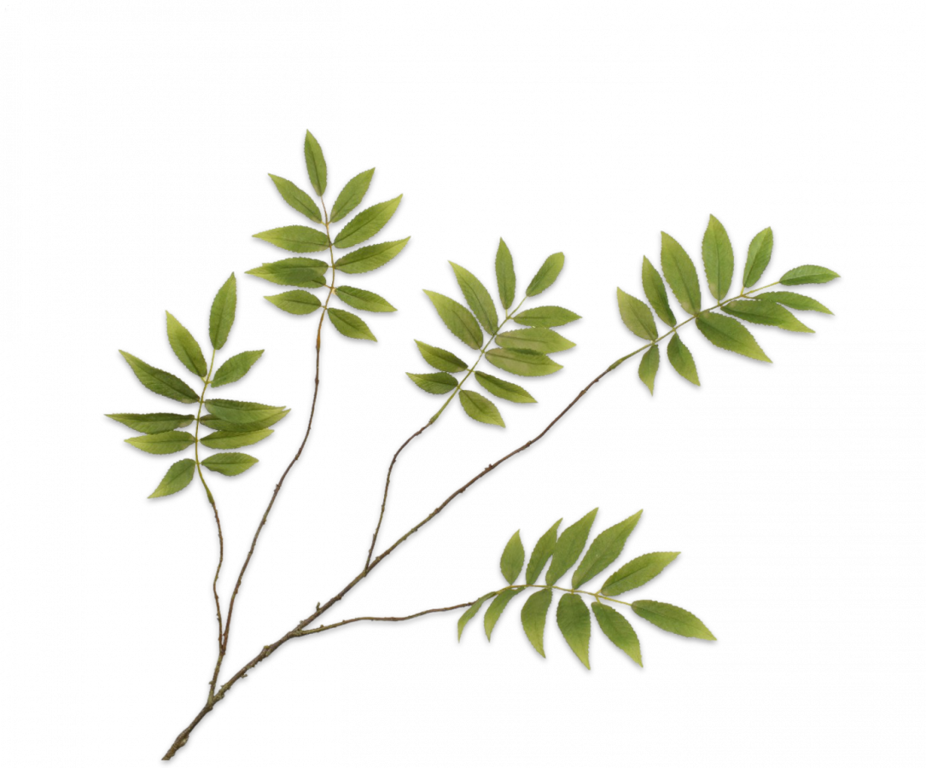 BLADTAK  GROEN 107 cm