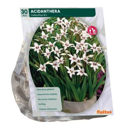 Acidanthera Bicolor per 30