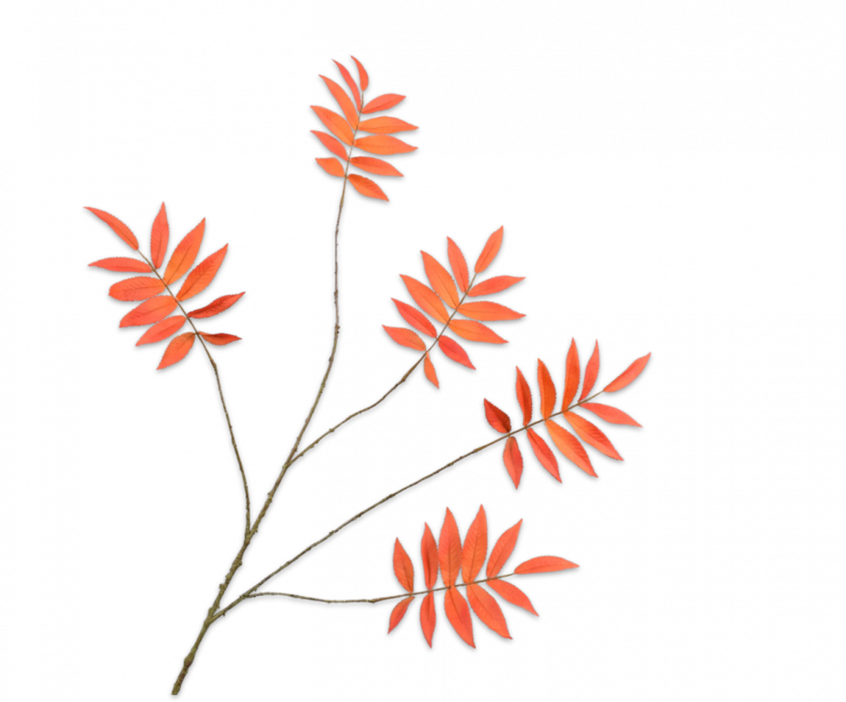 BLADTAK  ORANJE 103 cm