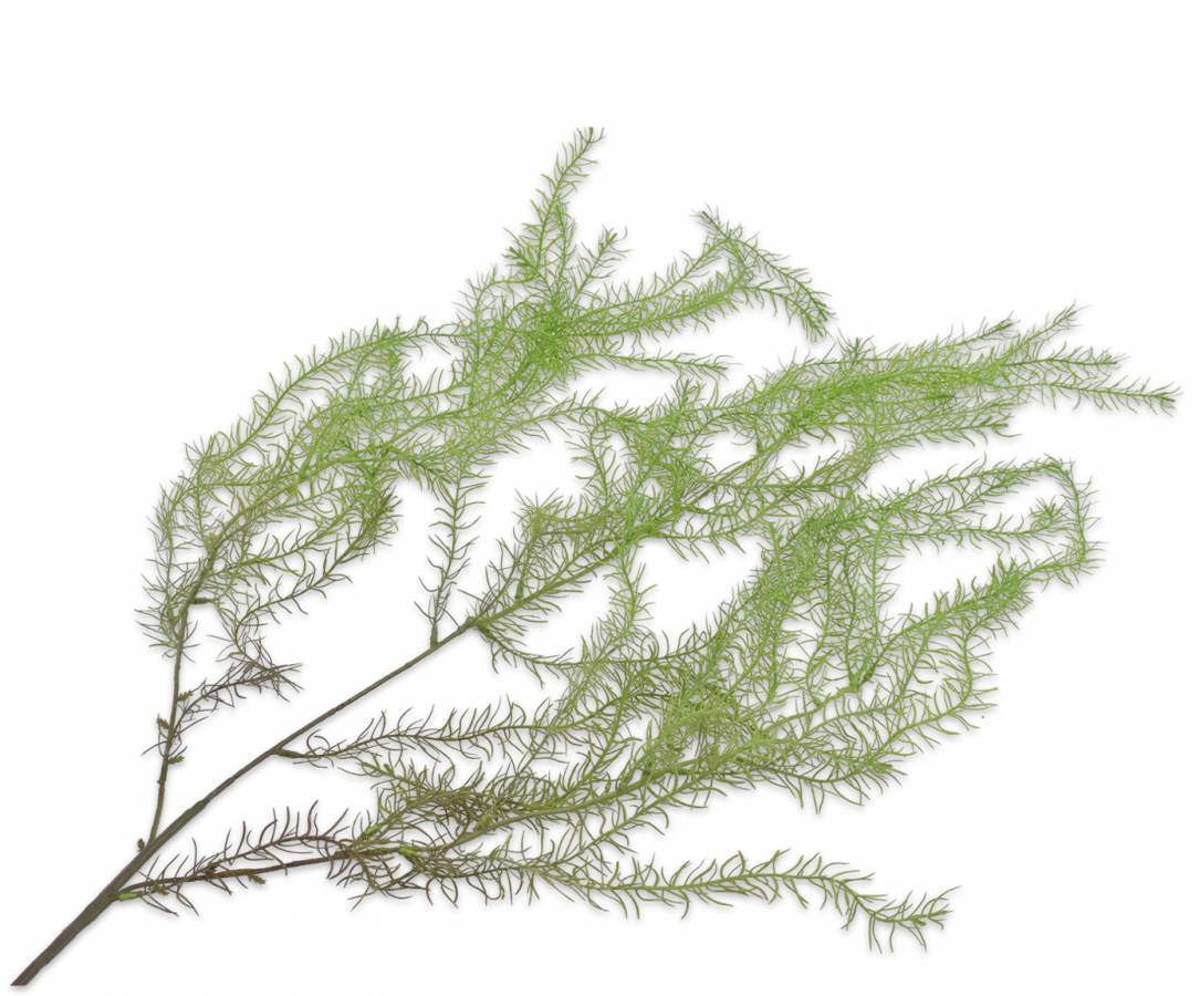 Asparagus hang groen 127 cm