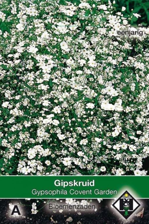 A- Gypsophila elegans Convent Garden