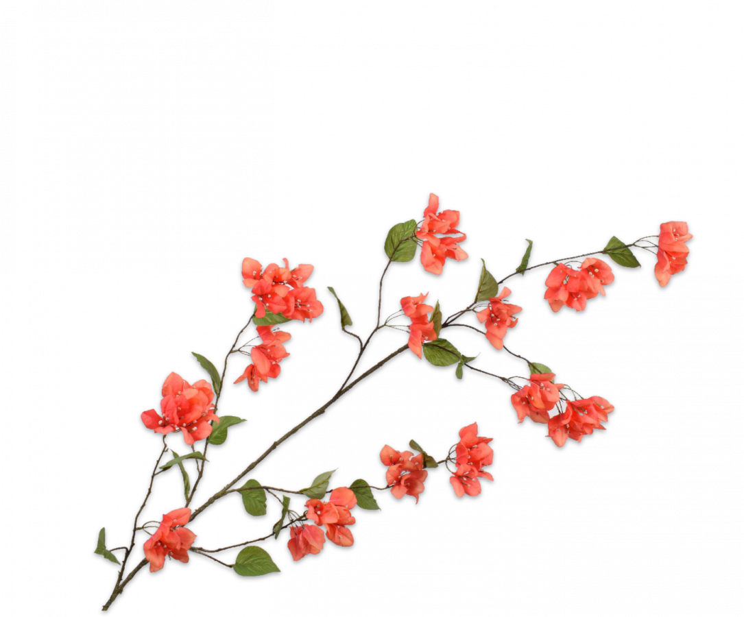 BOUGAINVILLEA TAK ORANJE