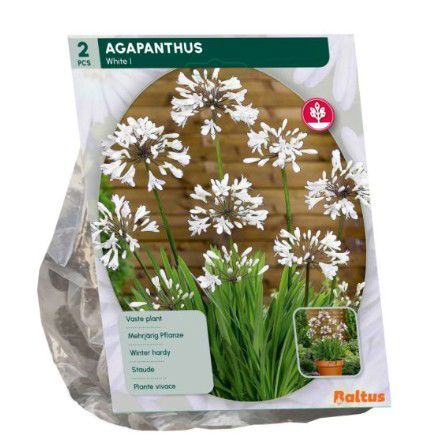 Agapanthus, Wit per 2