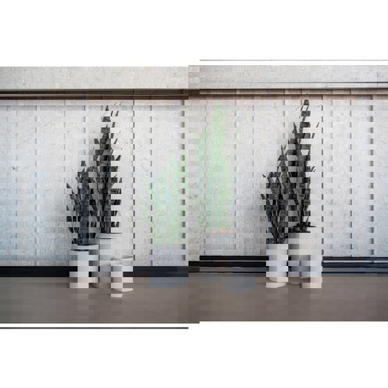 Sansevieria S. Green