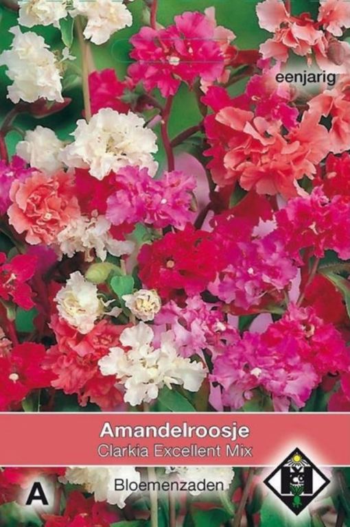 A- Clarkia unguiculata Excellent Mix