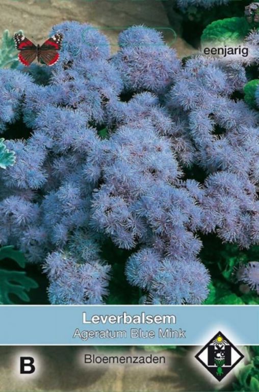 B- Ageratum mexicanum Blue Mink