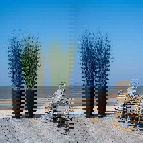 Grass in pot L. Green