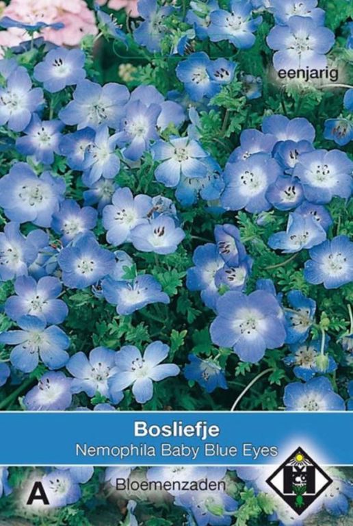 A- Nemophila menziesii Baby Blue Eyes